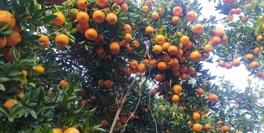 सुन्तला बिक्रीबाट बागलुङमा करिब २७ करोडको आम्दानी